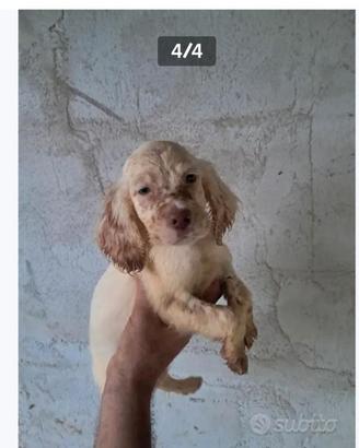Setter cuccioli