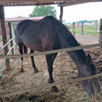 CAVALLO femmina di 6 ANNI olandese