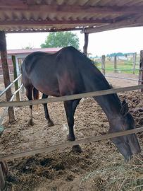 CAVALLO femmina di 6 ANNI olandese