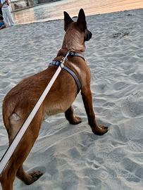 Pastore Belga Malinois maschio-5 mesi