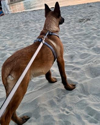 Pastore Belga Malinois maschio-5 mesi