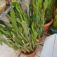 piante grasse e officinali