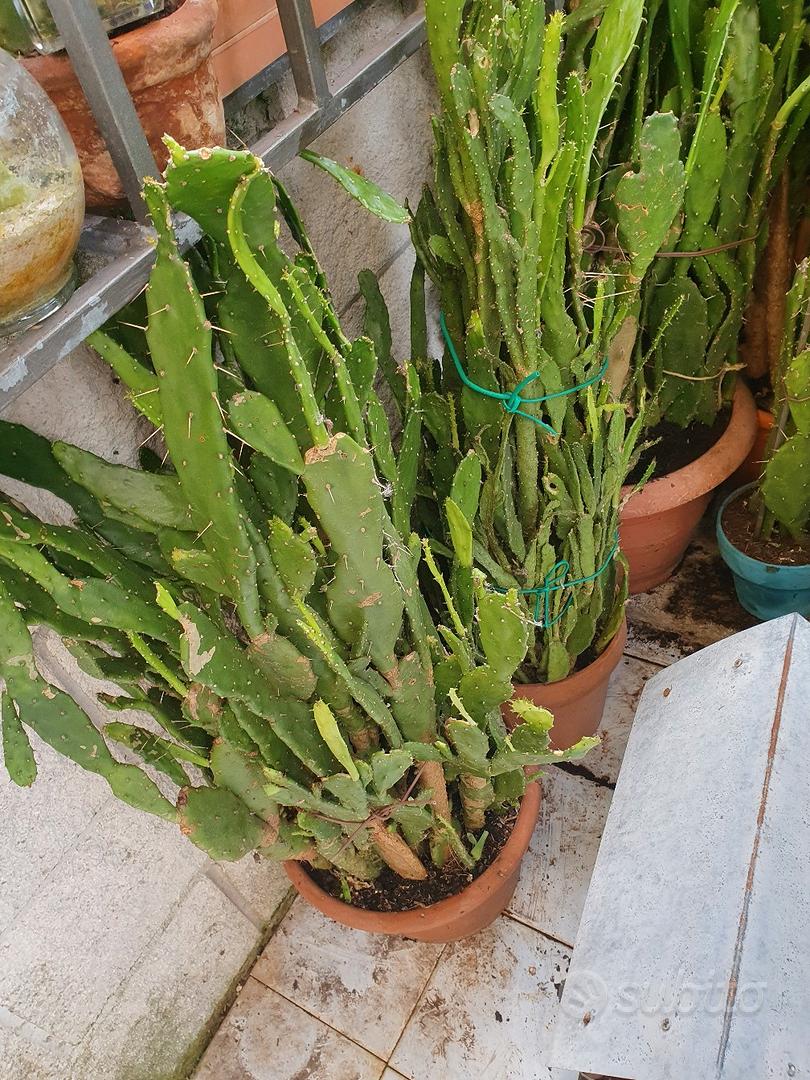 Vasetti per piante grasse - Giardino e Fai da te In vendita a Pordenone