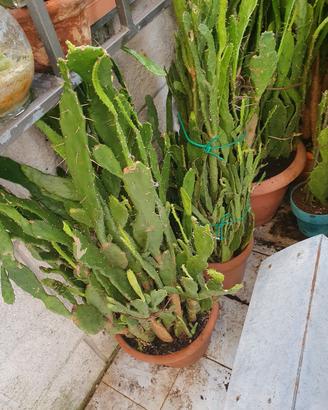 piante grasse e officinali