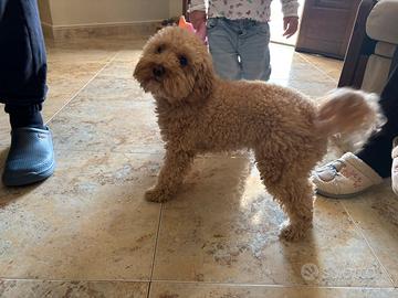 Barboncino toy per monta