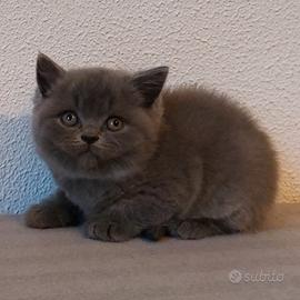 British Shorthair con pedigree