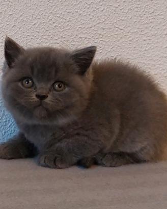 British Shorthair con pedigree