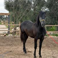 Puledro spagnolo