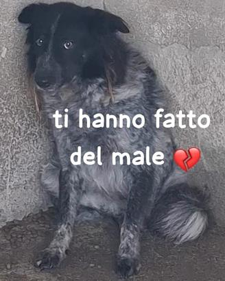 STELLA 6 ANNI taglia media