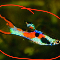 Guppy,Endler poecilia wighei