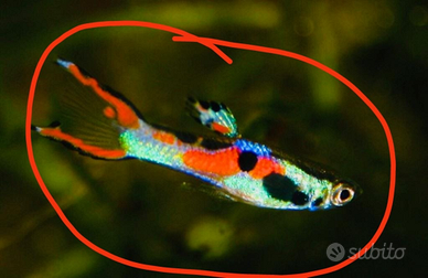 Guppy,Endler poecilia wighei