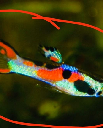 Guppy,Endler poecilia wighei