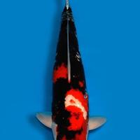 Carpa Koi Showa Nisai Maschio 61cm ExpoKoi