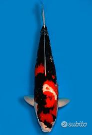 Carpa Koi Showa Nisai Maschio 61cm ExpoKoi