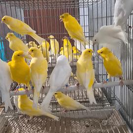 Canarini gialli e bianchi