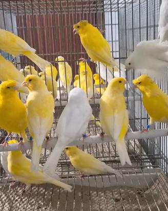Canarini gialli e bianchi