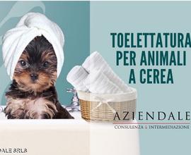 Toelettatura per animali a cerea