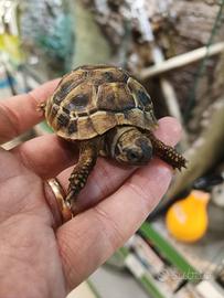 Testudo Hermanni - Tartaruga di terra