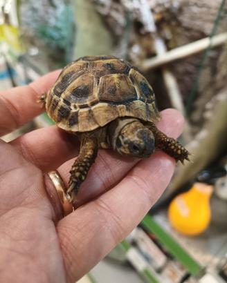 Testudo Hermanni - Tartaruga di terra