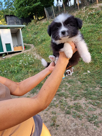 Cuccioli di border collie black & white