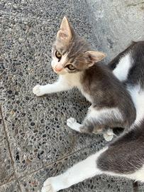 Gattini