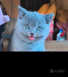 Gattini di British shorthair