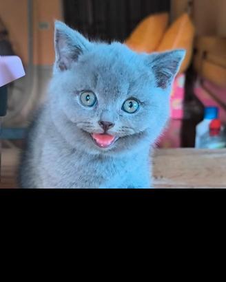 Gattini di British shorthair
