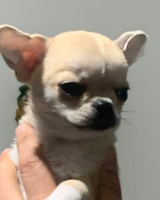 Chihuahua