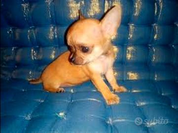 Chiwawa mini toy