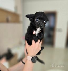 Animali
