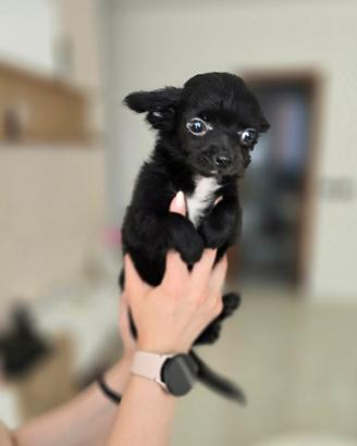 Animali