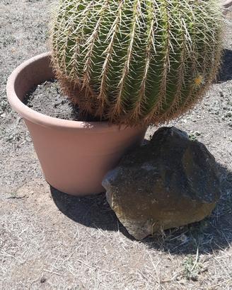 cuscino della suocera 