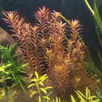 Rotala rotundifolia var. H'Ra