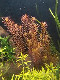 Rotala rotundifolia var. H'Ra