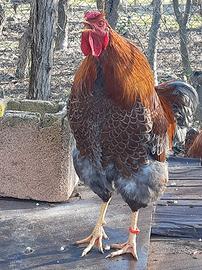 Galli wyandotte