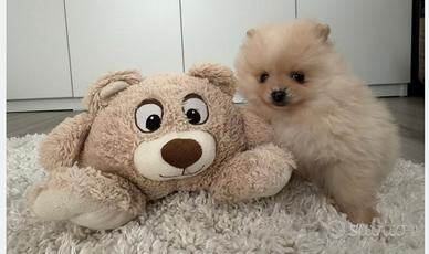 Spitz tedesco volpino