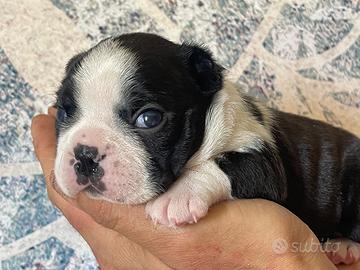 Boston Terrier