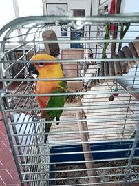 Conuro jandaya allevato a mano