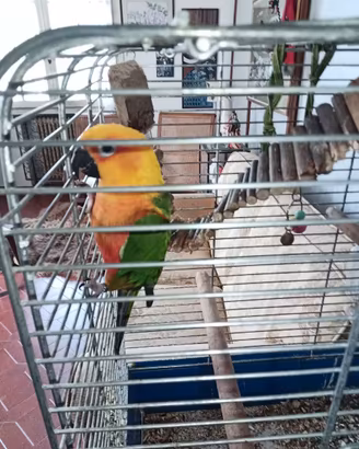 Conuro jandaya allevato a mano