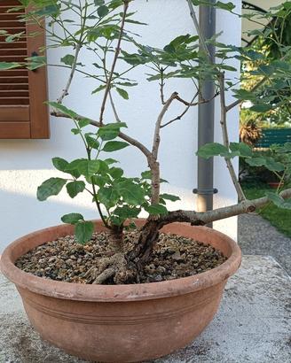 Pianta di frassino