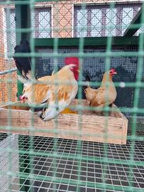 Galline padovane e Nagasaki