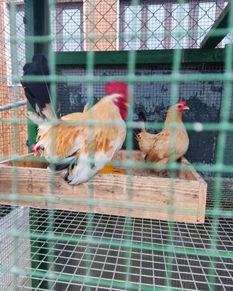 Galline padovane e Nagasaki