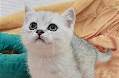 British Scottish tabby shaded