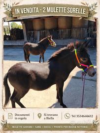 Mini mule