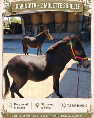 Mini mule