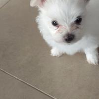 Cucciolo maltese maschio