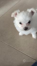 Cucciolo maltese maschio