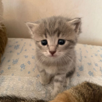 Gatto Scottish