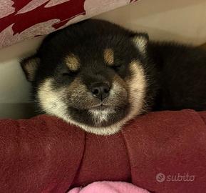 Shiba inu
