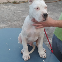 Dogo argentino